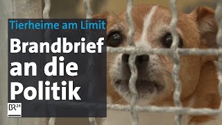 Tierheime am Limit Brandbrief an die Bundesregierung  Abendschau  BR24 [upl. by Thebault931]