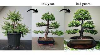 Making Bonsai from Jade Plant  in 3 Years  Pruning  Wiring  Repotting  Portulacaria afra [upl. by Leynad]