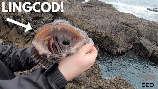 Rock Fishing the California Coast for BIG Lingcod with SWIMBAITS [upl. by Partridge]