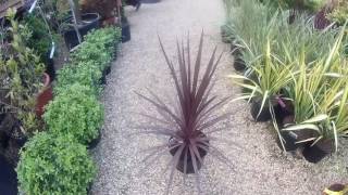 Cordyline australis Torbay Red at Big Plant Nursery in West Sussex UK [upl. by Ykcor]