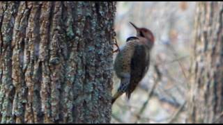 Woodpeckers Sound [upl. by Carce262]