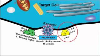 Efficient Gene Transduction  Make Your Cells Happy [upl. by Notnyw]