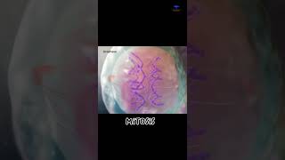 Mitosis cell division short video  cytology [upl. by Gaal]