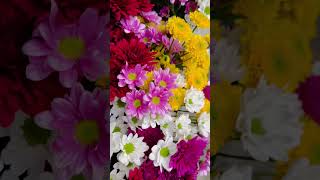 Natural florwers in srilanka forsale neranjanflora flowershop weddingflowers srilanka kandy [upl. by Roma]