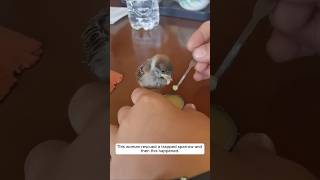 This woman rescued a trapped sparrow and then this happened animalshorts sparrow [upl. by Arakal706]