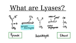 What are Lyase Enzymes  MCAT Biochemistry [upl. by Zevahc892]