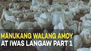 Manukang Walang Amoy at Iwas Langaw Introduction and Benefits  Agribusiness Broiler Farming Part 1 [upl. by Rome]