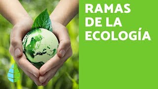 RAMAS de la ECOLOGÍA  ¿Qué ESTUDIA la ECOLOGÍA [upl. by Euton]