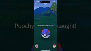 Wild Shiny Poochyena Is it Full Oddspokemon pokemongo shinypokemon shorts [upl. by Bj]