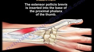 Extensor Pollicis Brevis  Everything You Need To Know  Dr Nabil Ebraheim [upl. by Xavier]