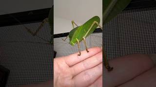 Giant Hooded Katydid Mini ✨LIFECYCLE gianthoodedkatydid giantinsects [upl. by Fraze917]