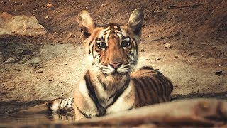 Meet TIGRESS DURGA  Pench National Park [upl. by Aicital]