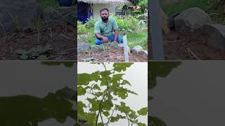 Vegetable raised beds  Smart Vivasayi [upl. by Tenahs]