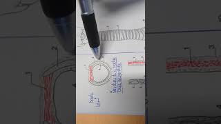 Morphologie externe et structure de la trachée [upl. by Rosabel]