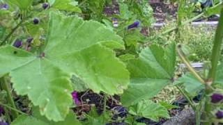 Connecticut Garden Journal Boltonia for a meadow slope or cottage garden [upl. by Spragens381]