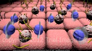 Bacterial Meningitis  fulminant  video  Animation by Cal Shipley MD [upl. by Maltz]