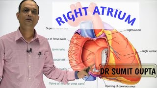 RIGHT ATRIUM OF HEART  INTERNAL FEATURES [upl. by Yam]