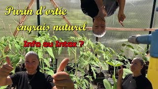 Comment avoir des TOMATES cette été Purin dortie engrais naturel 🍅 [upl. by Daveen]