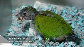 Blue Headed Pionus last one for 2023 [upl. by Maddeu]