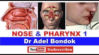 Anatomy of the Nose Nasoharynx and Oropharynx Dr Adel Bondok [upl. by Enytsuj]