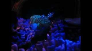 Finding Nemo Ride at Disneyland [upl. by Biddick]