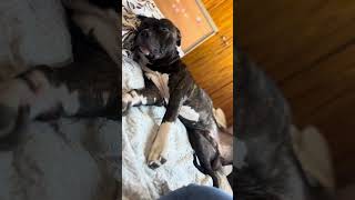 Snoring dog videos pitbull [upl. by Nibram]