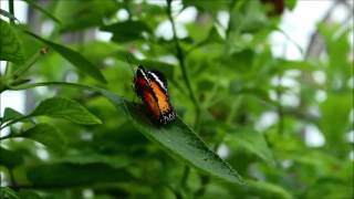 Fluttering Beauties at Butterflies LIVE [upl. by Jessica]