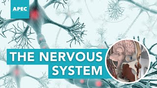 THE NERVOUS SYSTEM ALL OR NONE LAW amp HENNEMANS SIZE PRINCIPLE  APEC Courses [upl. by Ellertnom822]