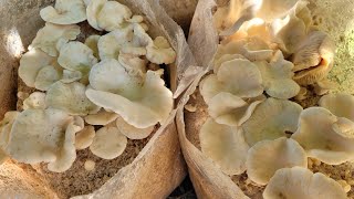 Cultivated outdoor wild Poplar mushrooms [upl. by Zenobia]