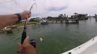 GULFSHORESMAN Fishing Alabamas ONO Island [upl. by Melcher445]