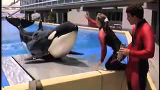 How Do You Train A Killer Whale [upl. by Nazler663]