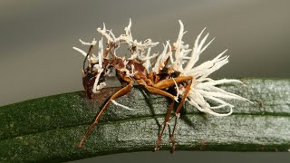 This infectious fungus turns ants into zombies  Ant zombie apocalypse  Cordyceps [upl. by Merrel]