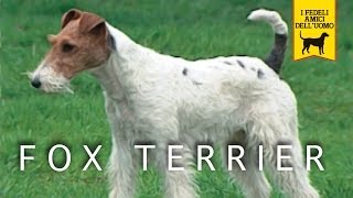 FOX TERRIER trailer documentario [upl. by Eillom]