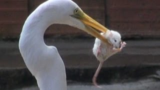 EGRET EATS MOUSE [upl. by Jim]