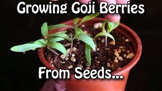 Growing Goji Berries  How to grow Wolfberries from Seed [upl. by Nalhsa830]