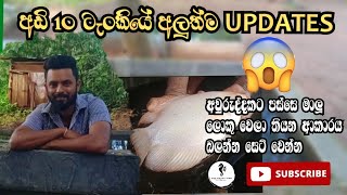 My 10 ft tank updates 😁😁 අවුරුද්දකට පස්සෙ මාලුන්ගෙ වර්ධනයThe Happy Fish fish monsterfish sinhala [upl. by Aisekal251]