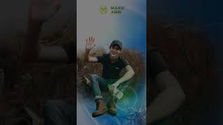 maxxiagri  herbisida BUFOS 150SL Ampuh Berantas gulma Lulangan Bandel josss shorts [upl. by Aiyekal519]