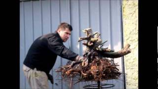 SandevBonsai  Potting of raw material by Goran Chajko  Big carpinus orientalis [upl. by Chesnut]