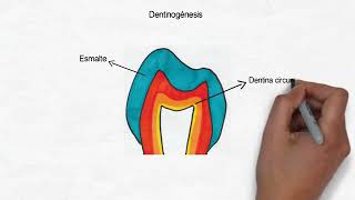 Amelogenesis y Dentinogenesis [upl. by Derril269]