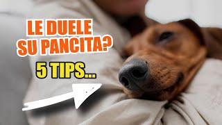 🥣¿QUÉ Darle de COMER a un PERRO que está MAL del ESTÓMAGO [upl. by Anihsit]