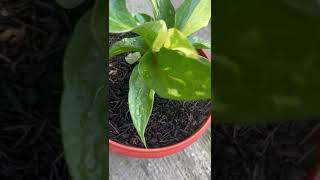 Anthurium obor variegata mint [upl. by Ibson]