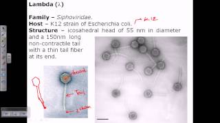 Lambda phage structure [upl. by Netsew]