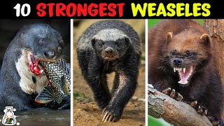 10 Most Powerful Mustelids on Earth [upl. by Sukin]