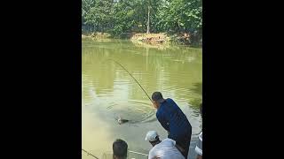 বিশাল কাতল । fishing villagefish fish fishfarming shortsfeed fishponds foryou viralshorts [upl. by Suirtemed]