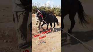 Black Beauty Horse is back on Dera  Ghora Fakhra Awan wapis a gya  horses blackhorses [upl. by Dualc]