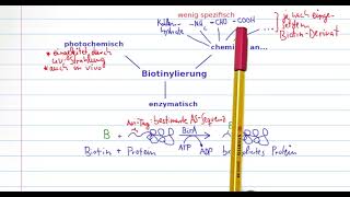 Biotin und Avidin  Eine starke SchlüsselSchlossInteraktion [upl. by Gausman142]