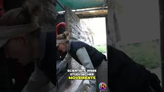 Rescued Polar Bear Cubs Heartwarming Story of Survival [upl. by Ambrogio140]