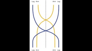 Cruciate hemiplegia [upl. by Ikceb]