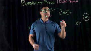 Baroreceptor Reflex High Blood Pressure [upl. by Kathleen919]