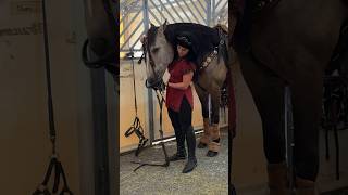 CAVALLUNA BACKSTAGE 🐴😱 shorts horses cavalluna [upl. by Landon]